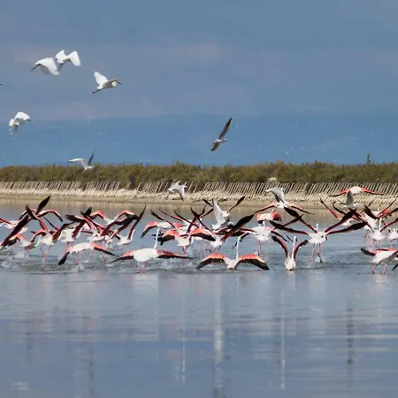 Marco Polo 16 트리니타폴리